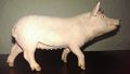 The pig